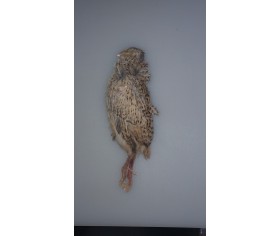 Frozen Quails