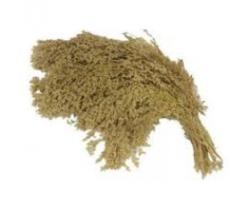 French White Millet Sprays