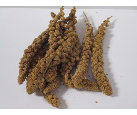 Panorama Millet Sprays