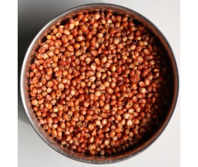Sorghum (Milo)
